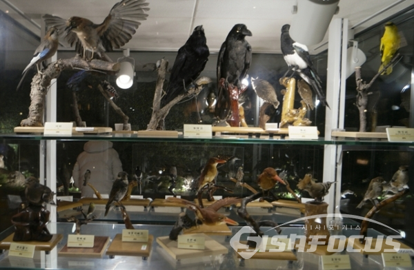 ?DMZ박물관에 전시되어있는 야생동물 박제. 사진/강종민 기자?