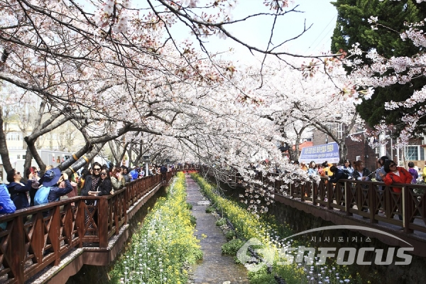 진해 군항제 벚꽃축제 모습 . 사진/강종민 기자
