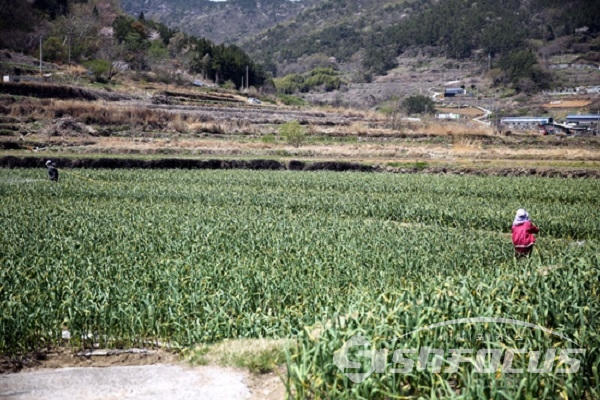 농부가 부지런히 마늘 밭을 가꾸고 있다. 사진/공미선 기자