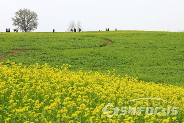 유채꽃밭과 호밀밭이 아름다운 조화를 이룬 풍경. 사진/강종민 기자