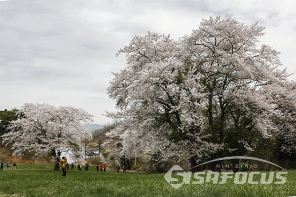 ▲고목이된 커다란 벚꽃나무 주위로 사진촬영 하는 사람들이 많다. 사진/박기성