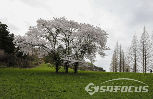 ▲푸른 초원과 벚꽃,메타스콰이어 나무가 절묘한 조화를 이루고 있다. 사진/박기성
