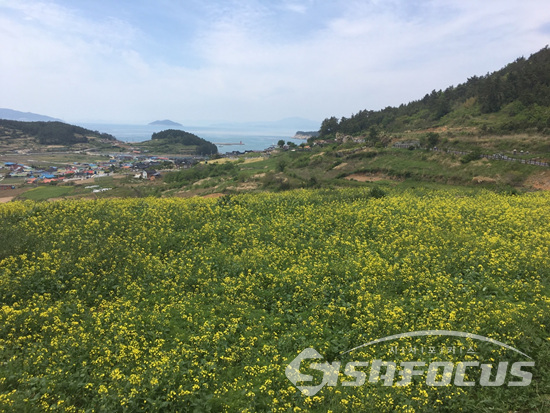 6일 주말을 맞아 대한민국을 대표하는 슬로시티인 전남 완도 청산도에 유채꽃이 만발 하였다. 사진/공미선 기자