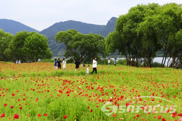 양귀비 꽃밭에서 즐거운 한때를 보내는 시민들. 사진/강종민 기자