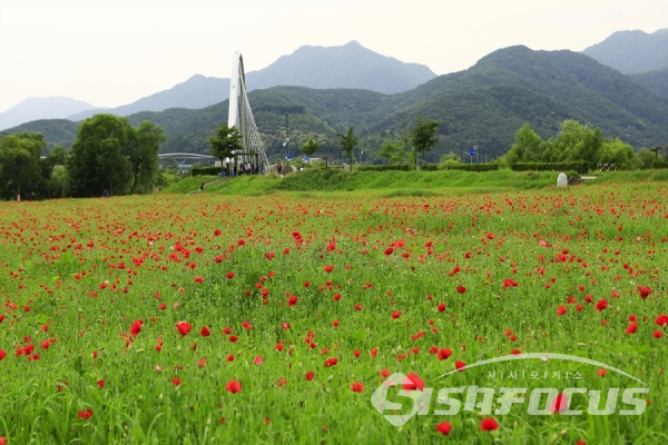 양귀비꽃이 만개하여 장관을 이룬 물의정원 정경. 사진/강종민 기자