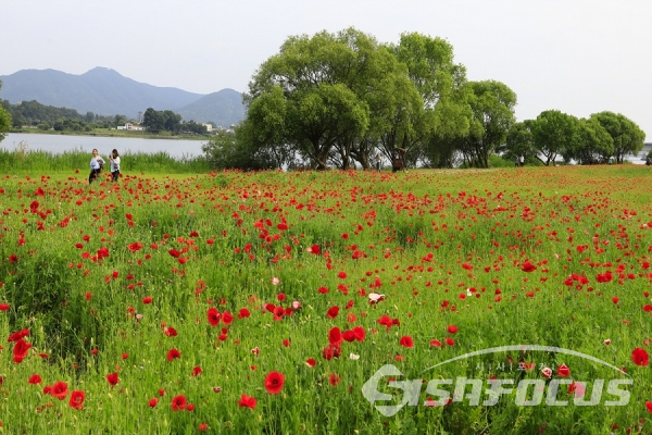 양귀비꽃밭과 북한강이 조화를 이룬 아름다운 풍경. 사진/강종민 기자