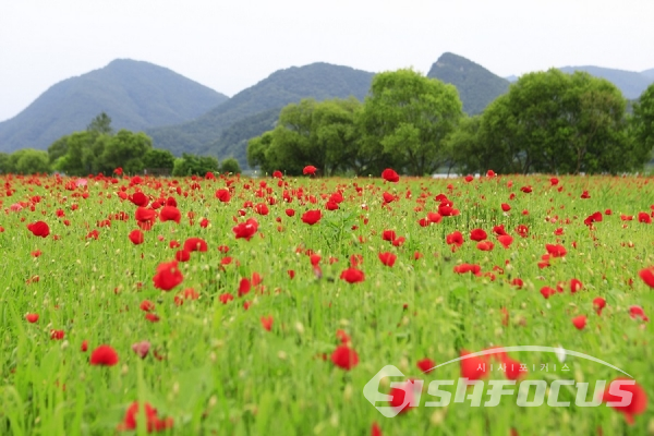 화려한 자태를 뽐내는 양귀비가 만개한 꽃밭. 사진/강종민 기자
