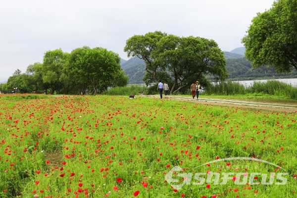 양귀비 꽃밭을 산책하며 즐기는 시민들. 사진/강종민 기자