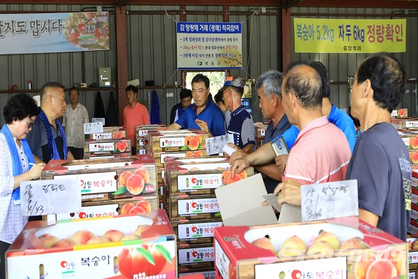 수확한 복숭아를 당일 오후에 출하하는 경매 현장. 사진/강종민 기자