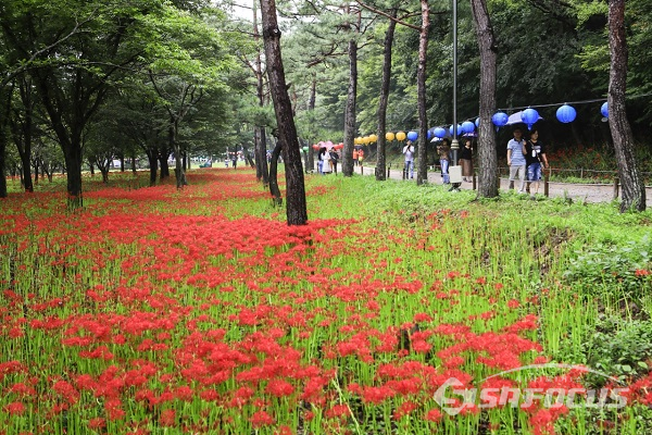 불갑사 주변 축제장에 곱게 조성되어 있는 붉은 상사화 꽃밭. 사진/강종민 기자