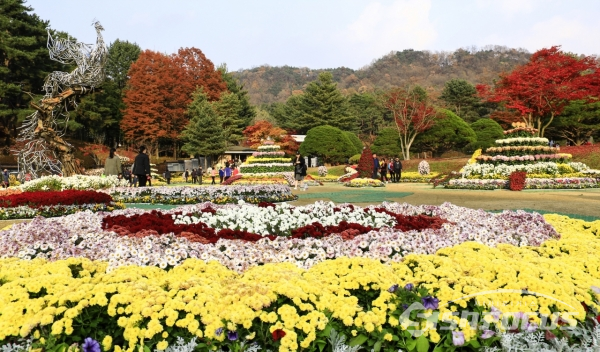 국화꽃 축제도 열려 방문객들을 한층 즐겁게 해준다. 사진/강종민 기자
