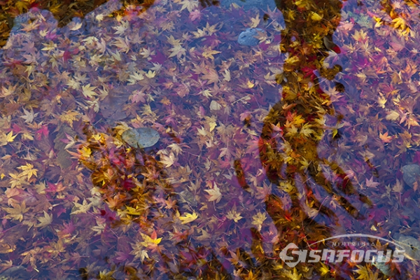 ▲단풍잎이 떨어져 물속에 쌓여있다.  사진/박기성기자.