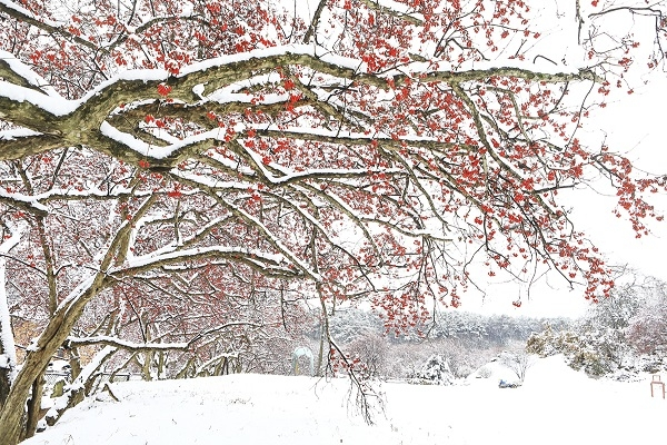 함박눈이 소복히 쌓인 산수유나무의 빨간열매가 흰눈과 조화를 이뤄 아름다운 설경으로 펼쳐졌다. 사진/강종민 기자
