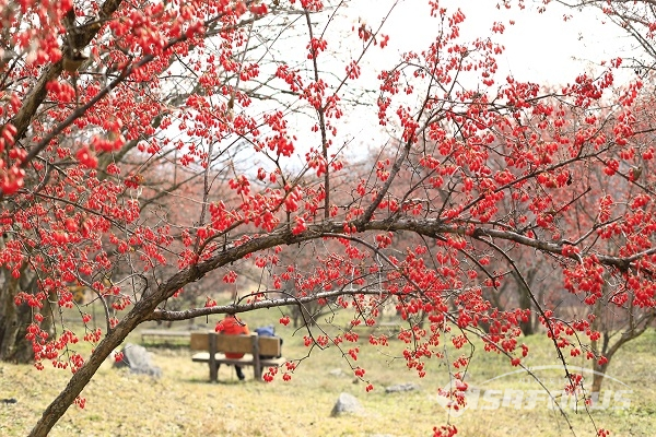 빨간보석같이 산수유열매가 주렁주렁매달린 산수유나무 아래서 사색에 젖어있는 내방객. 사진/강종민 기자