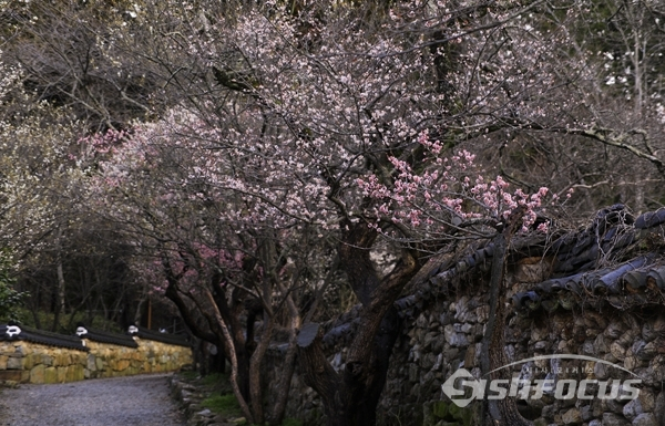 선암사의 수령600년 고목 매화나무에 매화꽃이 활짝 핀 모습. 사진/강종민 기자