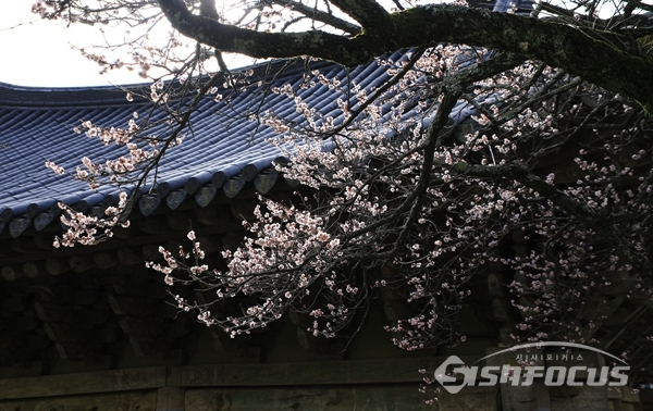 사찰의 기와지붕과 매화의 조화가 봄의 화사함을 아름답게 보여준다. 사진/강종민 기자