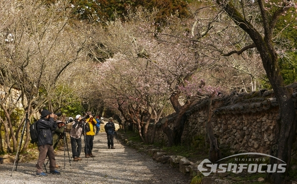 고목 매화나무와 절집의 조화로운 풍경을 촬영하는 사진작가들. 사진/강종민 기자