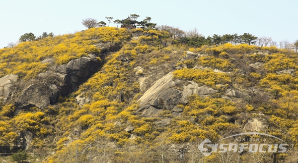노란 개나리로 뒤덮힌 응봉산 전경.  사진/강종민 기자