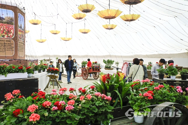 실내 테마 전시장에서는 실내 장식용 꽃도 판매한다.  사진/강종민 기자