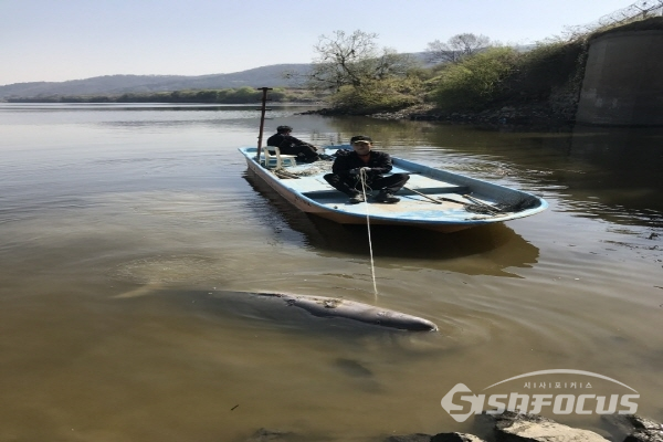 탈진한 돌고래를 지역 어부가 조치를 취하는 모습[사진/현장제보자]