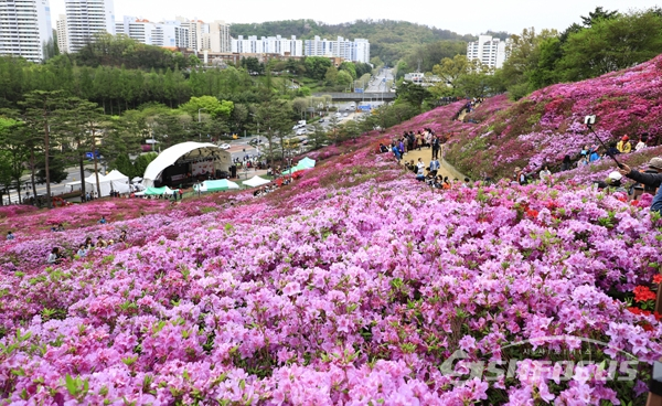 잘 조성된 철쭉동산에서 많은시민이 꽃구경하며 즐기는 모습.  사진/강종민 기자