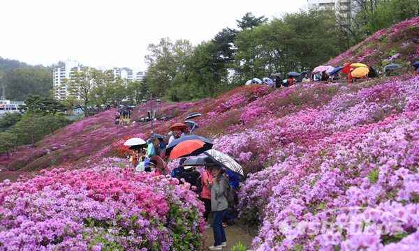 봄비가 내리니 철쭉동산에 우산꽃이 피어 장관이 연출되기도 한다.  사진/강종민 기자