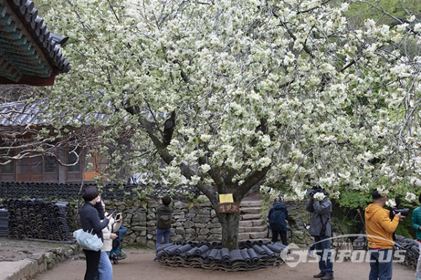 ▲녹색 완연한 벚꽃이 만개하여 관광객을 맞고 있다. 사진/박기성