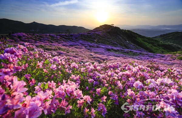 분홍빛 철쭉으로 뒤덮혀 장관을 이룬 황매산 철쭉 광경.  사진/강종민 기자