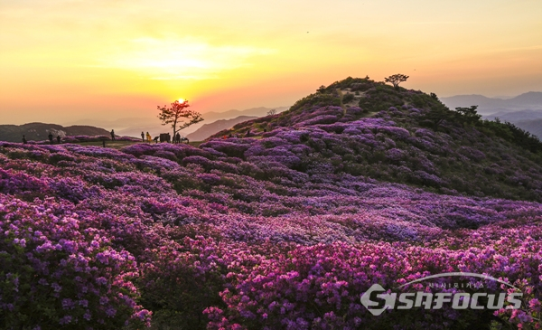 진분홍 철쭉꽃 바다를 이룬 황매산의 아침 광경.  사진/강종민 기자