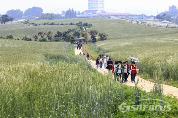 가족나들이 나와 호밀밭 사잇길을 걸으며 즐거워하는 시민들.  사진/강종민 기자
