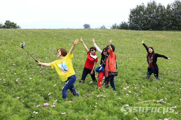 나들이 나온 시민들이 코스모스 꽃밭에서 촬영을 하며 즐기는 모습.  사진/강종민 기자
