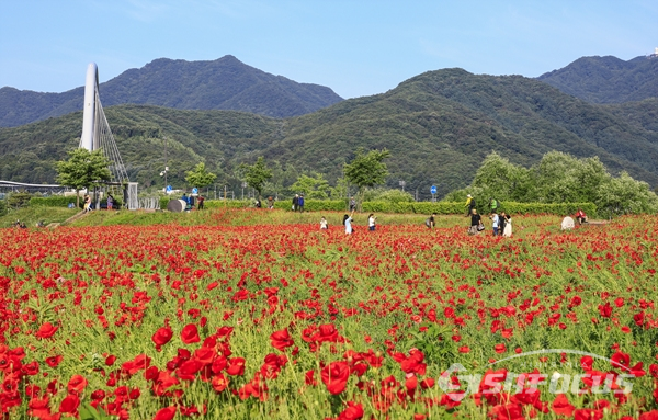 양귀비꽃밭에서 즐거운 한때를 보내는 시민들.  사진/강종민 기자
