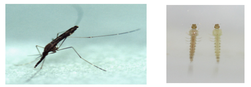 중국얼룩날개모기 암컷 성충(좌) 및 유충(우) / ⓒ질병관리본부