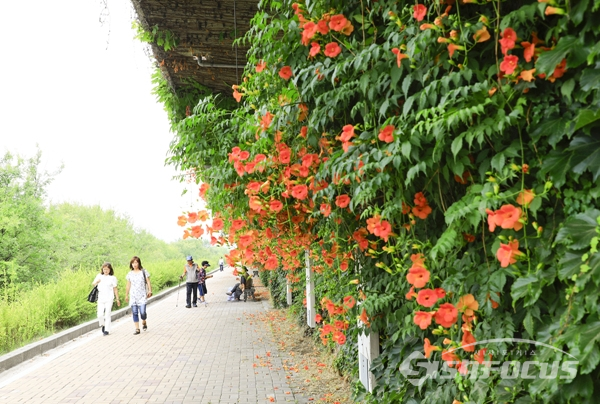 능소화가 흐드러지게 핀 꽃길을 따라 시민들이 산책하고 휴식을 즐기는 모습.  사진/강종민 기자