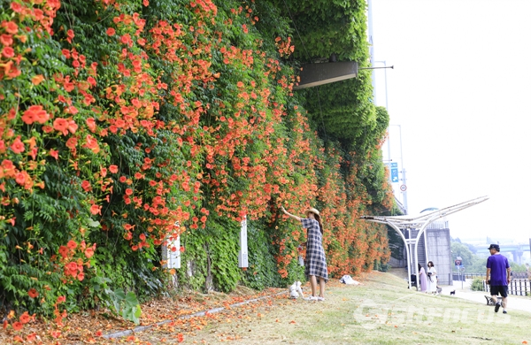 아침일찍 애완견과 함께 능소화 꽃길을 산책하는 주민들.  사진/강종민 기자