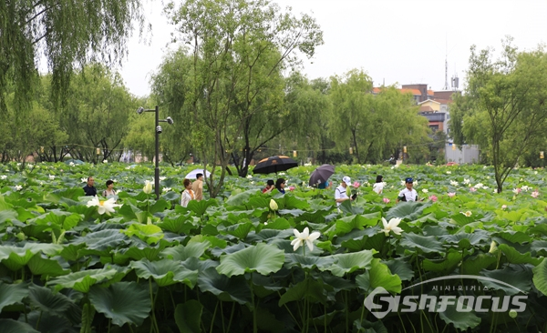 가족단위의 관광객들이 만발한 연꽃밭 산책로를 걸으며 연꽃을 감상하는 모습.  사진/강종민 기자