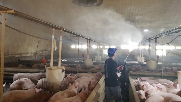 경주시의 한 돼지농가에서 아프리카돼지열병 차단을 위한 소독약을 살포하고 있다. 사진/경주시