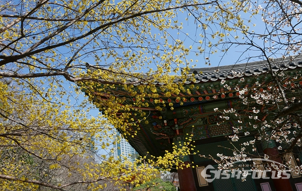 봄꽃 매화와 산수유가 화사하게 피어있는 모습.  사진/강종민 기자