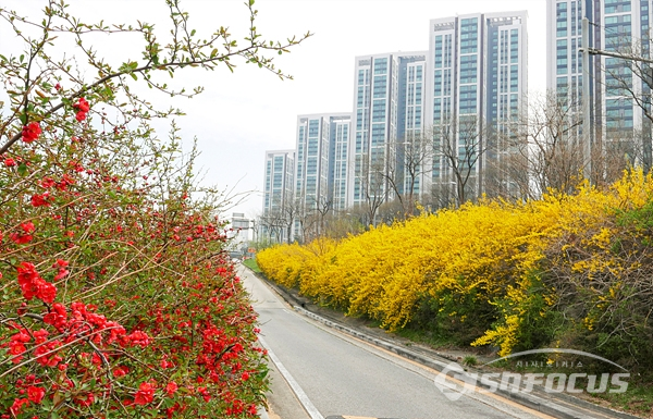 노란 개나리와 빨간 명자꽃이 만개한 한강변길 전경.  사진/강종민 기자