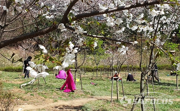 벚꽃이 만발한 동네 소공원입구 노지에서 쑥을 캐며 즐거워하는 아줌마들 모습.  사진/강종민 기자