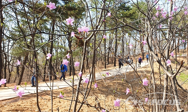 진달래가 만발한 동네 소공원을 산책하는 시민들 모습.  사진/강종민 기자