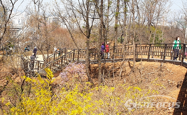 개나리가 활짝 핀 공원을 산책하는 시민들 모습.  사진/강종민 기자