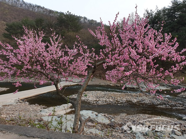 완연한 4월의 봄기운을 품은 산매화가 아름답게 피어있다. 사진/김대섭 기자