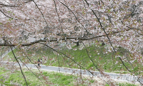 11~12일 주말을 기점으로 꽃잎도 거의 떨어져 봄꽃 시즌은 마감된 분위다.   사진/강종민 기자