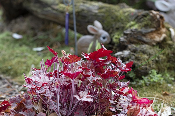 ▲빨갛게 예쁜 꽃나무 뒤로 누군가가 토끼인형을 갔다 놓았다.사진/박기성