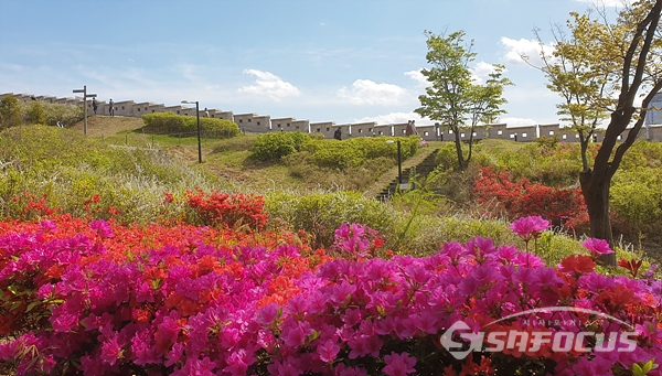 철쭉꽃이 화려하게 뒤덮힌 남산공원 성곽길 풍경.  사진/강종민 기자