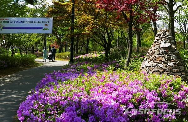철쭉꽃이 만발한 남산공원을 가족이 산책하는 모습.   사진/강종민 기자