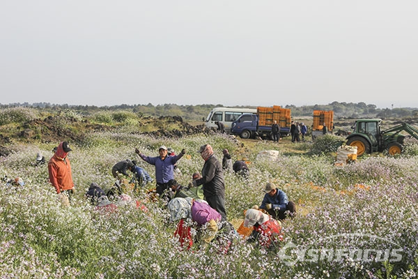 ▲무우꽃밭 속에서 즐겁게 무우를 뽑고있는 외국인 근로자들. 사진/박기성