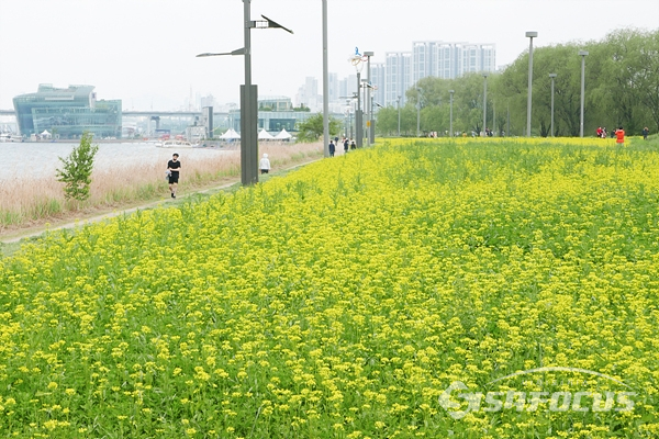반포 한강변 서래섬에 유채꽃이 만발하여 시민들 산책코스로 각광을 받고있다.  사진/강종민 기자