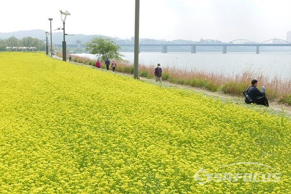 반포 한강변 서래섬 유채꽃밭 강변길에서 많은 시민들이 산책하는모습.  사진/강종민 기자